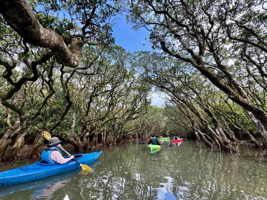 【1組貸切・名瀬エリア～北部 送迎付き】ビーチシュノーケリング＆マングローブカヤック 奄美の自然に癒される1日ツアー＜女性ガイドがご案内＞by Oceania