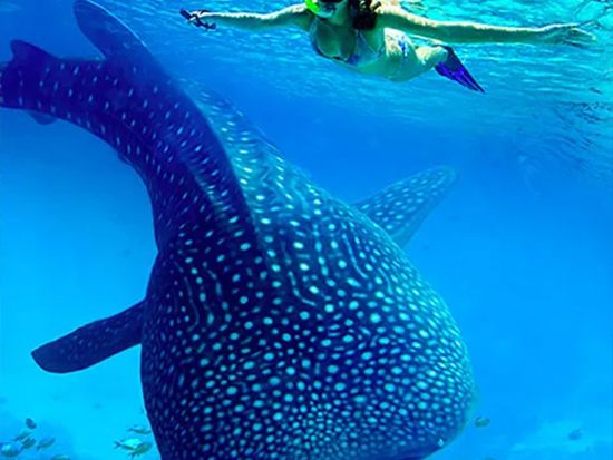 whale_shark_flow03
