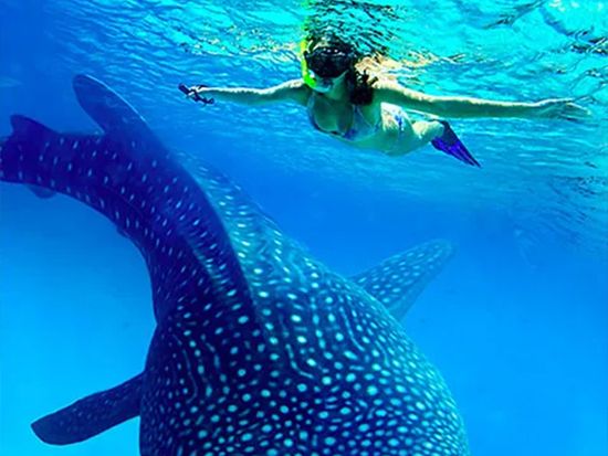 早朝出発！ジンベイザメシュノーケリング＆マイナスイオンのツマログ滝ツアー／当日写真データ送付＜映える限定リゾート入場可／日本語ガイド／送迎有＞