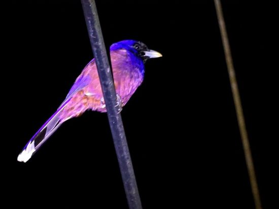 【1組貸切・お一人様OK】マングローブカヤック＆ナイトツアー 夕暮れの水上と夜の森をめぐる神秘の冒険＜女性ネイチャーガイドがご案内/送迎付＞by Oceania