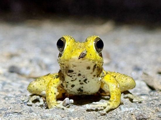 【1組貸切・お一人様OK】マングローブカヤック＆ナイトツアー 夕暮れの水上と夜の森をめぐる神秘の冒険＜女性ネイチャーガイドがご案内/送迎付＞by Oceania