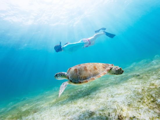 ウミガメシュノーケリング　高速ゾディアックボートでポイントへスピーディーにご案内！最大6名までの少人数制＜混載または貸切／日本語または英語＞