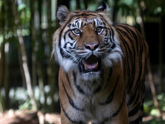 tiger_chelsea_ZA_2T0A0858