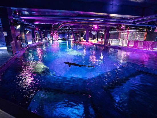 Georgia Aquarium - Sharks 1 small