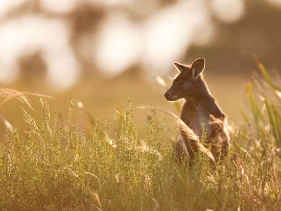 Blue Mountains - Wildlife, Emirates One and Only Wolgan Valley, Destination NSW