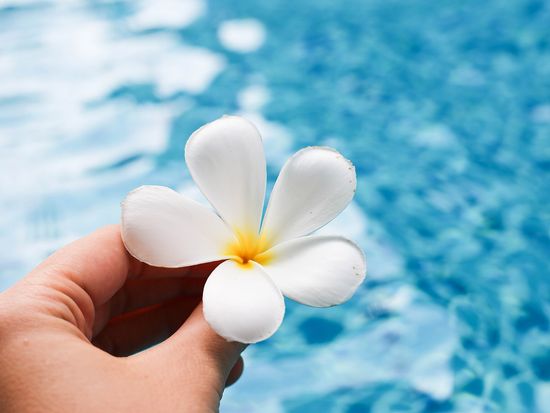 shutterstock_651253006