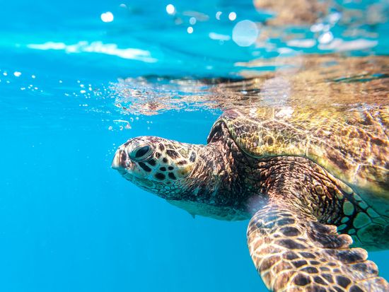 shutterstock_1214084479