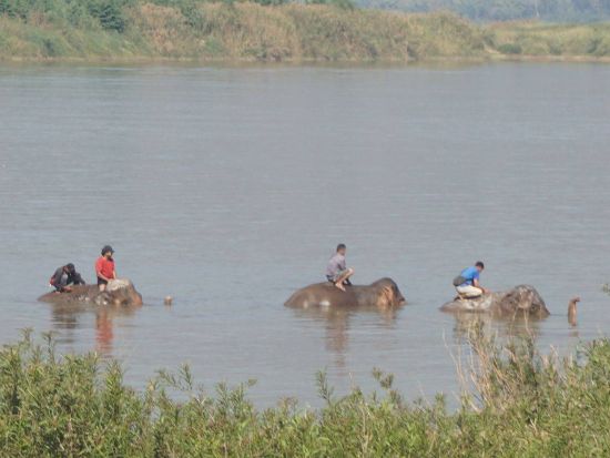 象使いライセンス取得1日ツアー！日帰りで象を自由に乗りこなそう＜混載／昼食ビュッフェ付／ルアンパバーン発＞