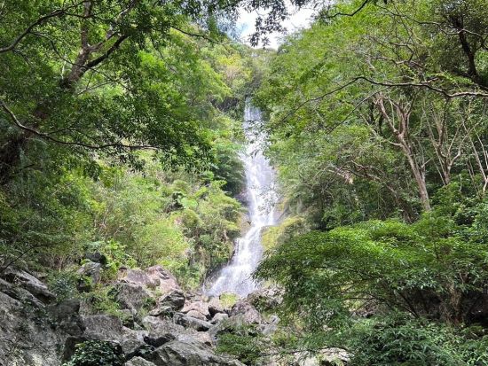 奄美大島〈お得なセットプラン〉【マングローブカヌー＋ジャングルツアー】（180分）日中の大自然を満喫！お一人様も可能！ｂｙ奄美シーランド