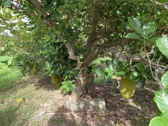 奄美大島【贅沢加計呂麻1日ツアー】離島でのんびり（送迎、お弁当、ナイトツアー、シュノーケル付）ドローン撮影無料！お一人様も可能！ｂｙ奄美シーランド