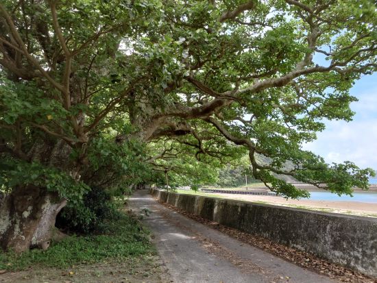 奄美大島【贅沢加計呂麻1日ツアー】離島でのんびり（送迎、お弁当、ナイトツアー、シュノーケル付）ドローン撮影無料！お一人様も可能！ｂｙ奄美シーランド
