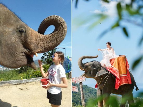 海を見下ろす象のトレッキング☆ビーチで象と触れ合う・記念撮影OK！+ジップラインもご用意！＜英語ガイド／ホテル送迎＞