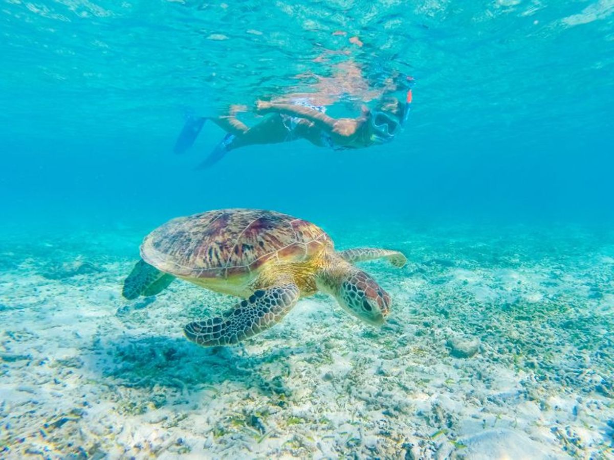 ウミガメシュノーケリング ウミガメとの遭遇率が高い、ワイキキ沖の