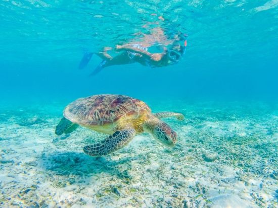 ウミガメシュノーケリング　ウミガメとの遭遇率が高い、ワイキキ沖のタートルキャニオンでシュノーケリング！＜英語スタッフ／ワイキキ発＞