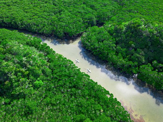 【少人数制】2歳〜参加可！海＆マングローブドローン・一眼レフ撮影付！上陸できるマングローブと青く澄んだ海SUP/カヌー！カメラマン案内＜約2時間／石垣島＞