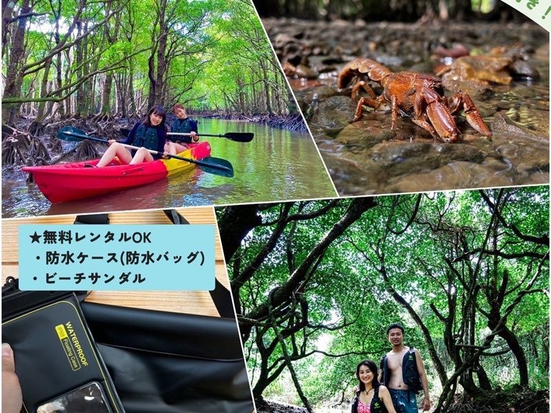 吹通川マングローブ群落でのカヤック or SUP体験ツアー 新たな発見が