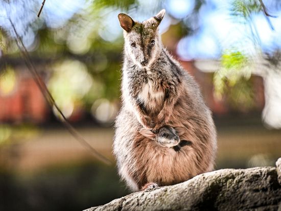 世界遺産ブルーマウンテンズ1日観光ツアー　動物園＋シーニックワールドチケット込み！エコーポイント、ルーラなど人気観光地を巡る！＜日本語ガイド／選べるプランあり＞の写真5