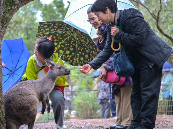 カンガルーのえさやり＠フェザーデール動物園