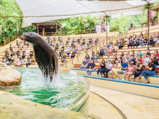 Splash Safari Presentation (1)