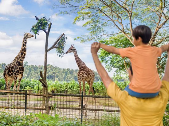 Wild Africa - Giraffes (1)