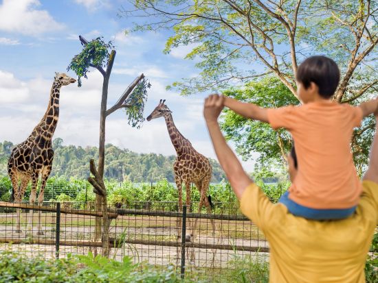 【早朝空港お迎え付き】マンダイ レインフォレスト リゾート by バンヤンツリー宿泊ツアー　動物園＋動物との朝食付き！ナイトサファリプランあり＜英語ドライバー＞