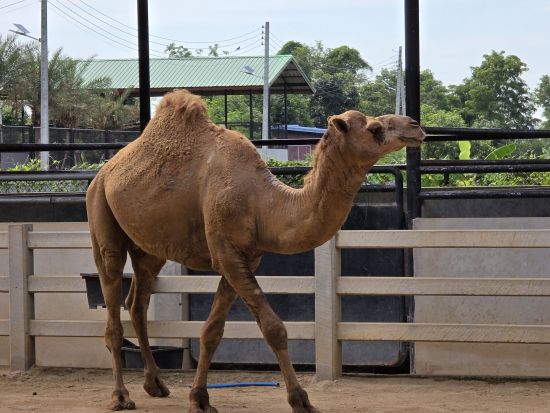 アユタヤ遺跡＆シーアユタヤライオンパーク観光ツアー　迫力の遺跡＆癒しの動物体験を1日で満喫＜バンコク発／日本語ガイド／昼食付＞