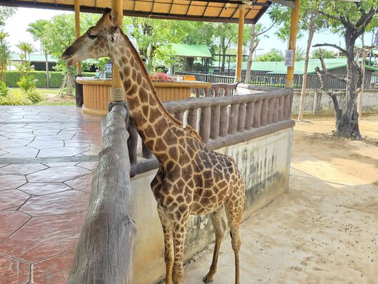 動物園17