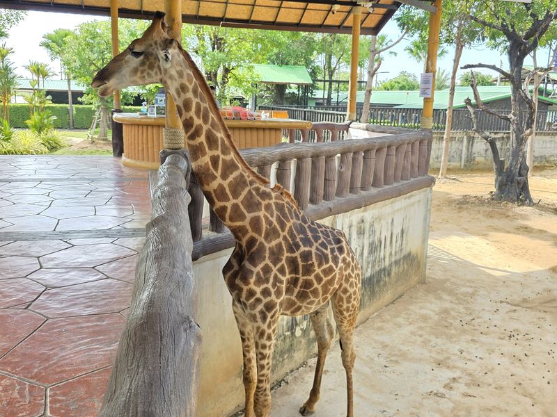 動物園17