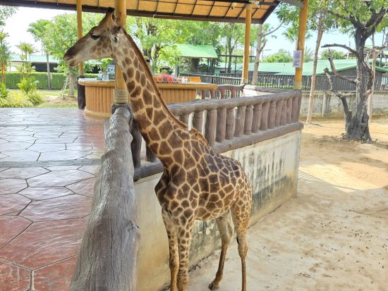 アユタヤ遺跡＆シーアユタヤライオンパーク観光ツアー　迫力の遺跡＆癒しの動物体験を1日で満喫＜バンコク発／日本語ガイド／昼食付＞