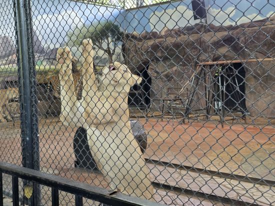 アユタヤ遺跡＆シーアユタヤライオンパーク観光ツアー　迫力の遺跡＆癒しの動物体験を1日で満喫＜バンコク発／日本語ガイド／昼食付＞