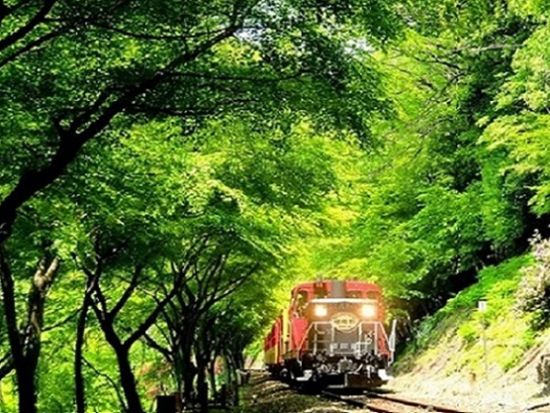 新緑の嵯峨野トロッコ列車と美山かやぶきの里 京のおばんざいランチビュッフェ＜抹茶ラテ付き／梅田 or 新大阪発＞