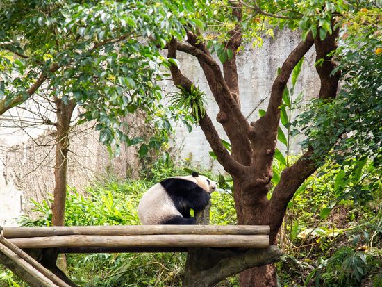giantpanda_pixta_87276694