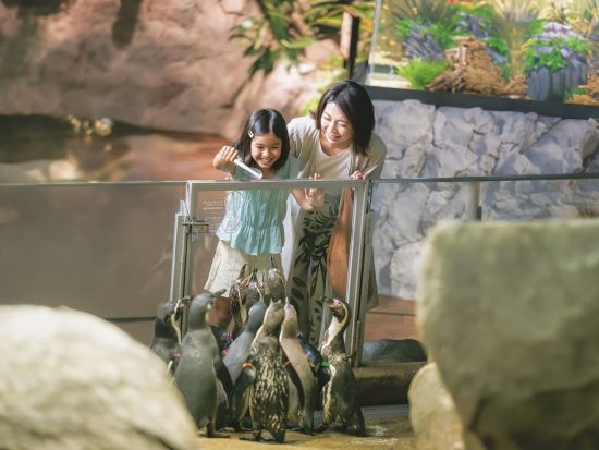 DMMかりゆし水族館 入館チケット 2025＜豊見城市＞