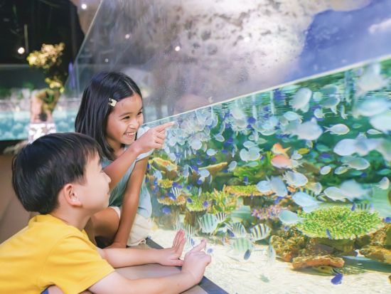 DMMかりゆし水族館 入館チケット 2025＜豊見城市＞