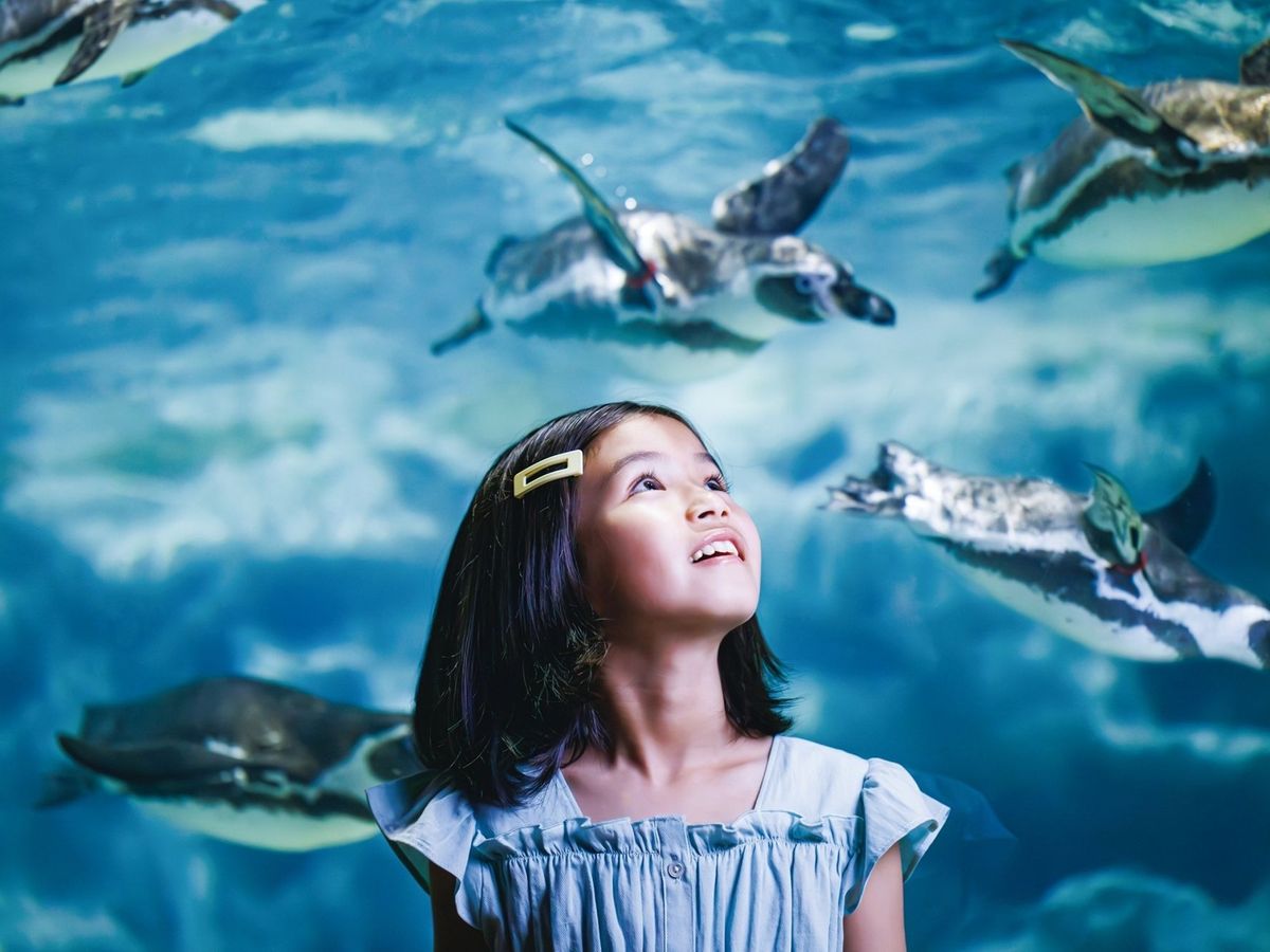 DMMかりゆし水族館 入館チケット 2025＜豊見城市＞ | 沖縄本島の観光