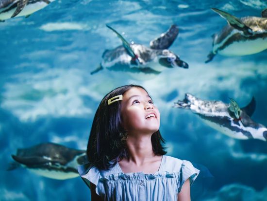 DMMかりゆし水族館 入館チケット 2025＜豊見城市＞