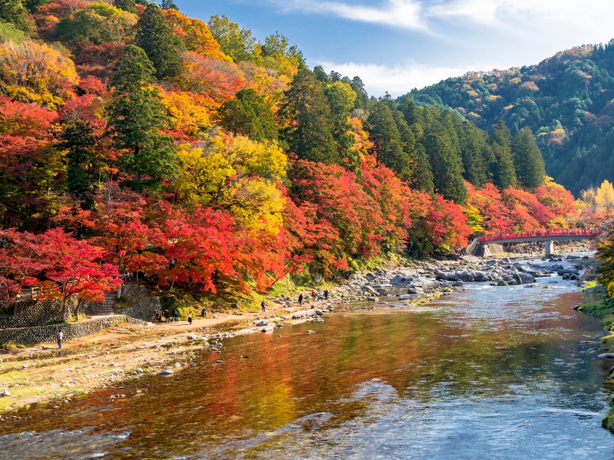 紅葉に染まる「香嵐渓」と「小原四季桜」日帰りツアー 往路は近鉄特急