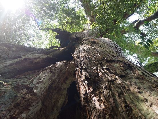 Kagoshima_Yakushima_Jyomonsugi_pixta_4408257_M