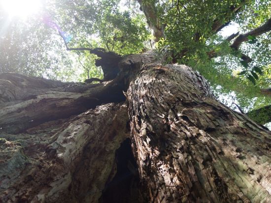 縄文杉と白谷雲水峡（苔むす森 & 太鼓岩）2日間トレッキングツアー by 屋久島の輪
