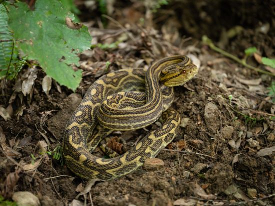 おきなわワールド入場チケット  ベルトラ沖縄ラウンジ受け取り 事前引き換えで楽々入館 ラウンジ来店特典付き！＜当日予約可／即予約確定＞