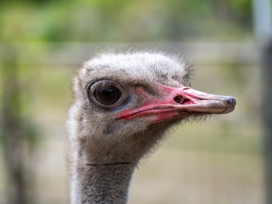 ネオパークおきなわ入場チケット  ベルトラ沖縄ラウンジ受け取り 事前引き換えで楽々入館 ラウンジ来店特典付き！＜当日予約可／即予約確定＞