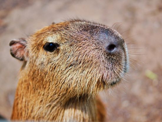 ネオパークおきなわ入場チケット  ベルトラ沖縄ラウンジ受け取り 事前引き換えで楽々入館 ラウンジ来店特典付き！＜当日予約可／即予約確定＞