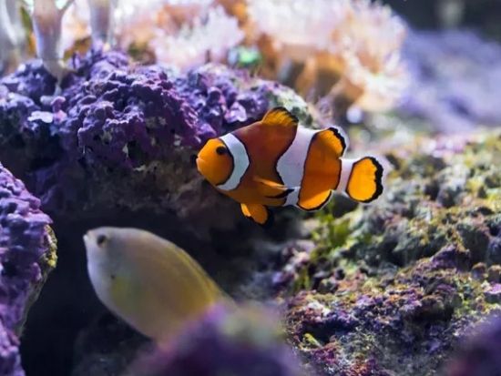 シーライフ・バンコク・オーシャンワールド (Sea Life Bangkok Ocean World) 　チケット事前予約サービス ＊即予約確定