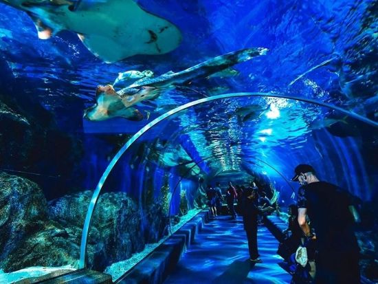 シーライフ・バンコク・オーシャンワールド (Sea Life Bangkok Ocean World) 　チケット事前予約サービス ＊即予約確定