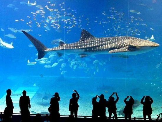 シーライフ・バンコク・オーシャンワールド (Sea Life Bangkok Ocean World) 　チケット事前予約サービス ＊即予約確定