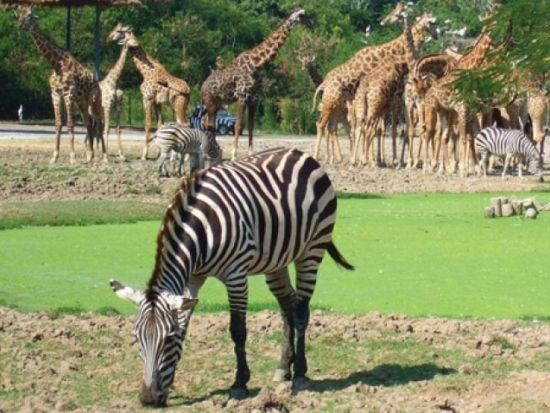 サファリ・ワールド (Safari World)　サファリパークまたはマリンパーク　チケット事前予約サービス ＊即予約確定