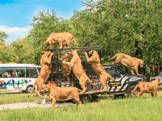 サファリ・ワールド (Safari World)　サファリパークまたはマリンパーク　チケット事前予約サービス ＊即予約確定