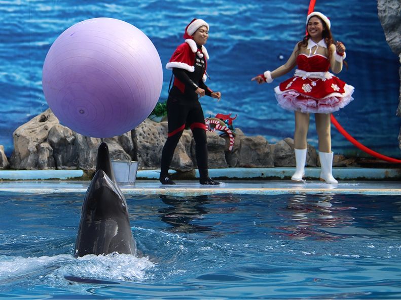 水族館 | タイ 旅行の観光・オプショナルツアー予約 VELTRA（ベルトラ）