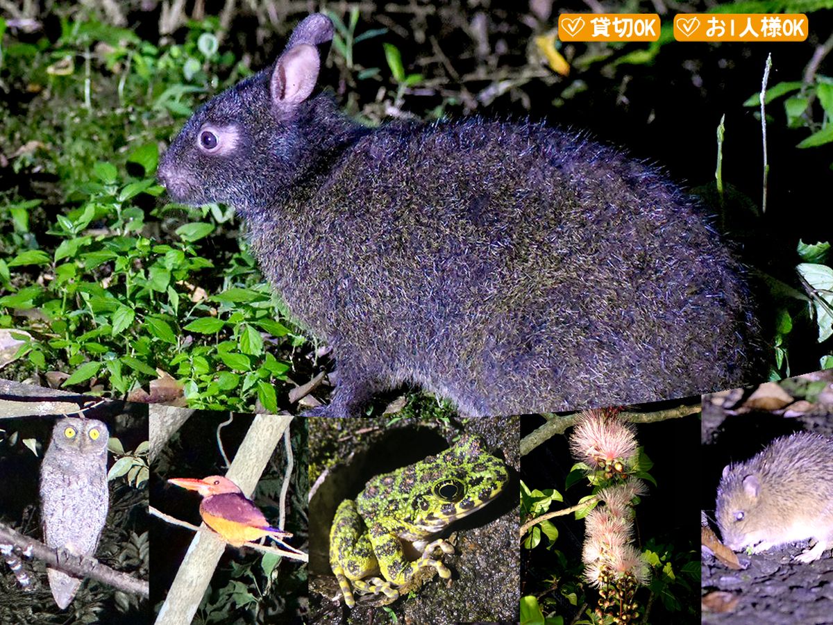 ナイトツアー（クロウサギ・野生動物探検・星空） | 奄美大島・奄美