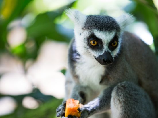 ネオパークおきなわ入場チケット  ベルトラ沖縄ラウンジ受け取り 事前引き換えで楽々入館 ラウンジ来店特典付き！＜当日予約可／即予約確定＞